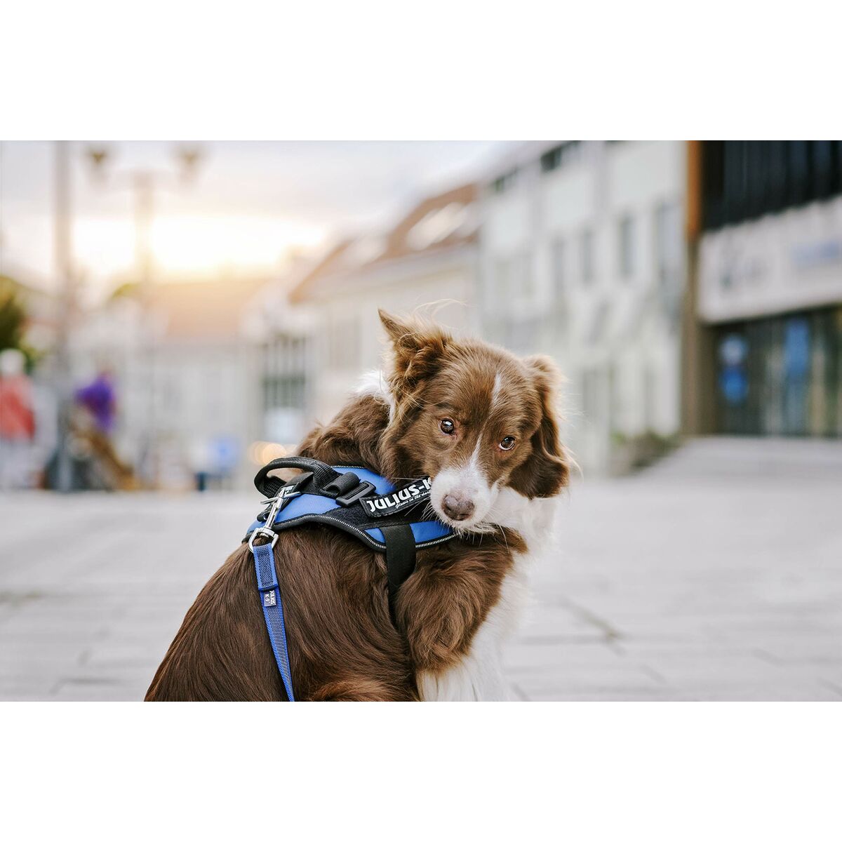 Etichete pentru ham Julius K9 HONEY XS